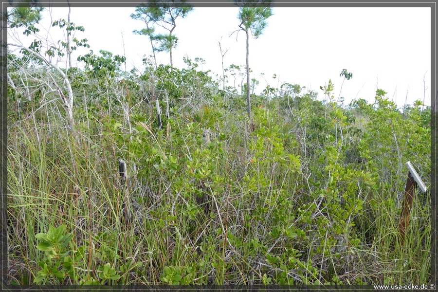 Key_Deer_2024_041