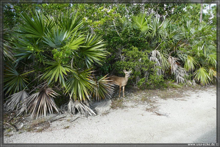 Key_Deer_2024_044