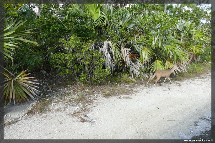 Key_Deer_2024_045