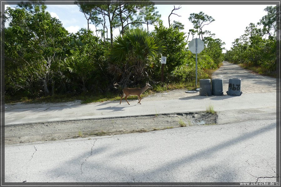 Key_Deer_2024_046
