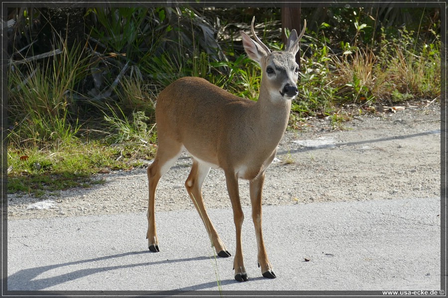Key_Deer_2024_047