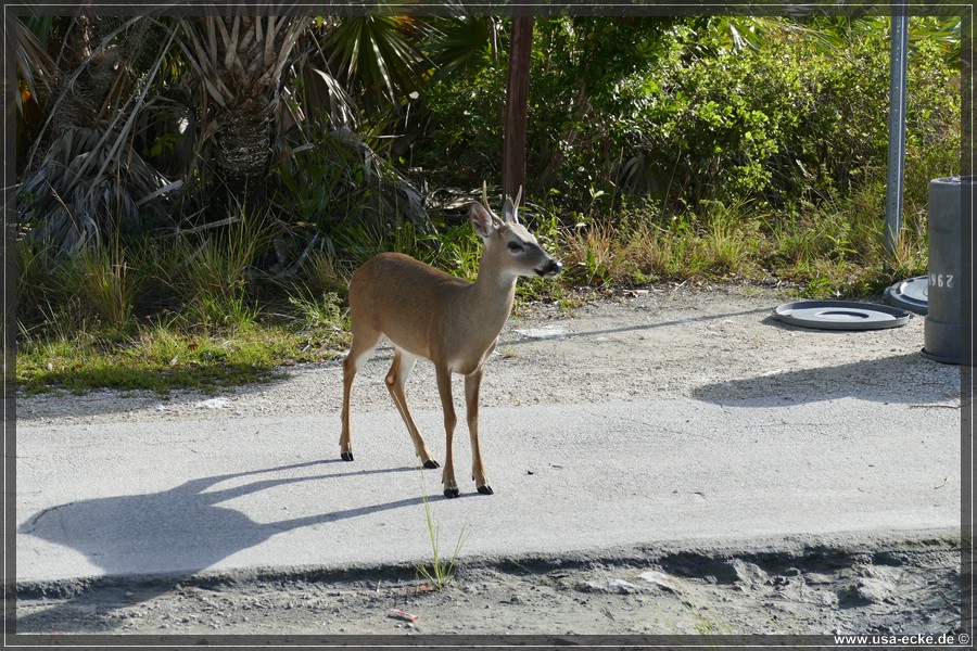 Key_Deer_2024_048