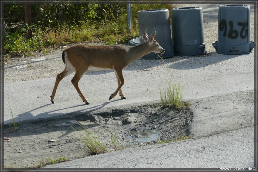 Key_Deer_2024_049