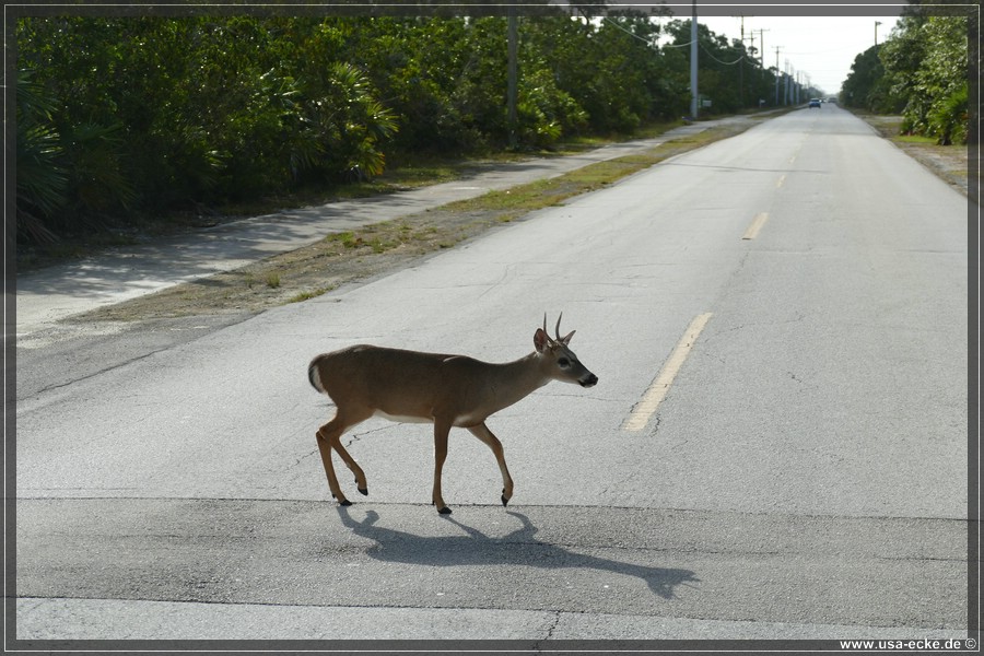 Key_Deer_2024_050