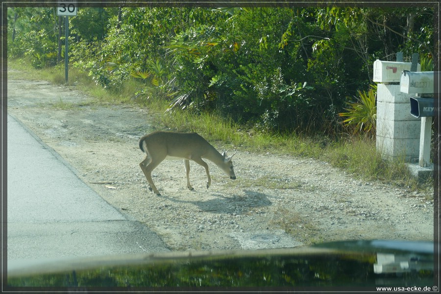 Key_Deer_2024_051