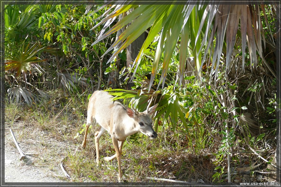 Key_Deer_2024_052