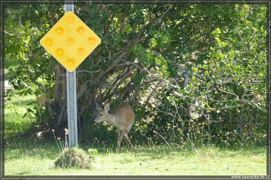 Key_Deer_2024_053