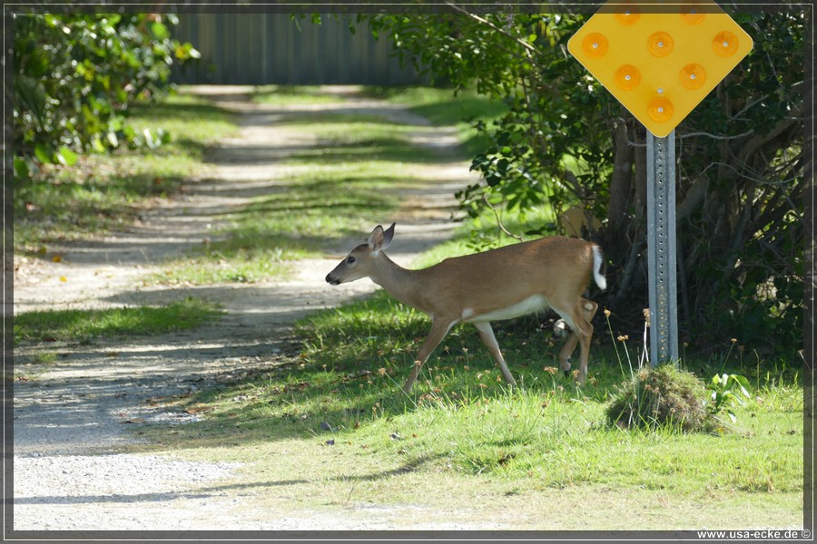 Key_Deer_2024_055