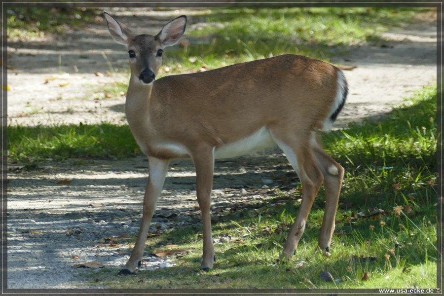 Key_Deer_2024_056