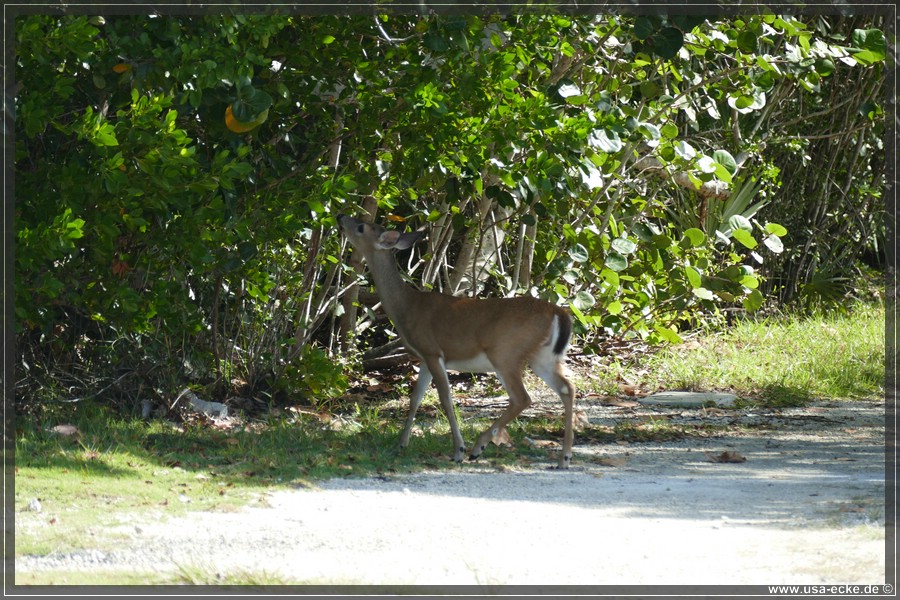 Key_Deer_2024_058