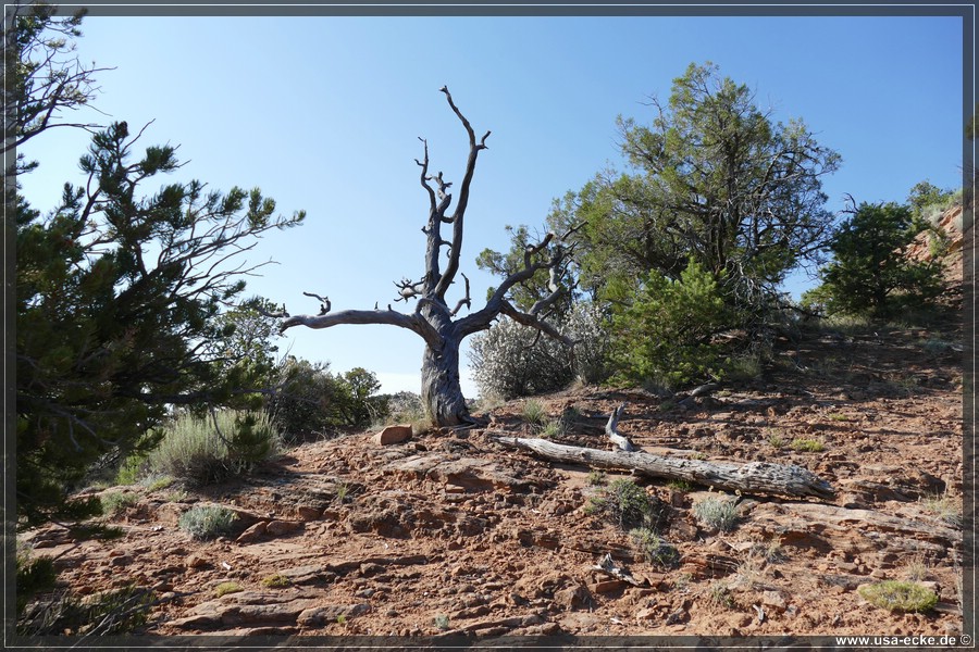 NavajoNM2017_019