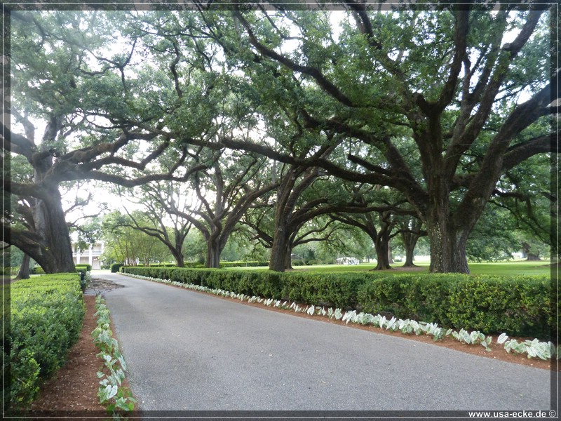 oak_alley_2013_001