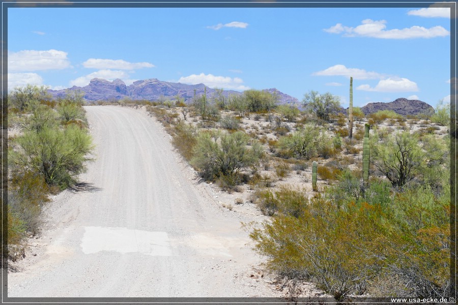 Organ_Pipe_Cactus_15_007