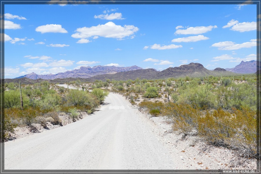 Organ_Pipe_Cactus_15_008