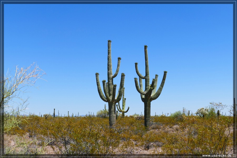 Organ_Pipe_Cactus_15_009