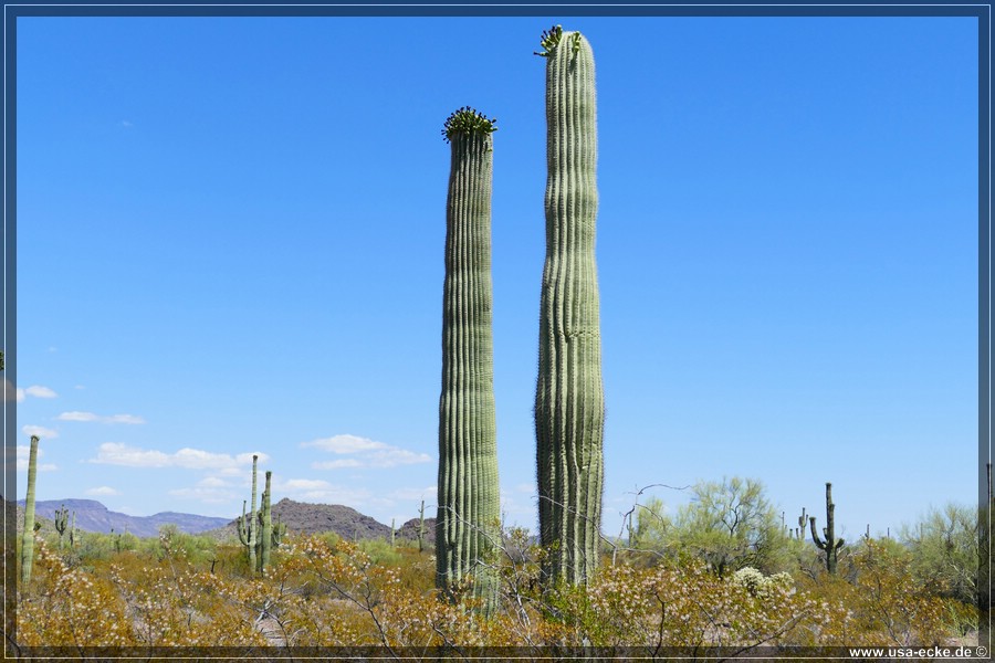 Organ_Pipe_Cactus_15_010