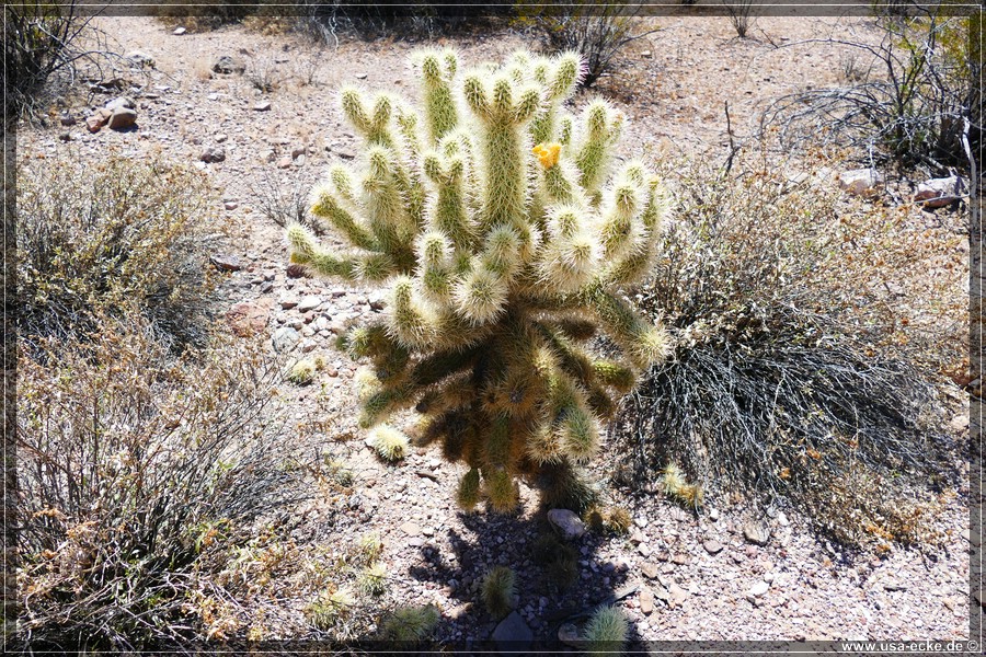 Organ_Pipe_Cactus_15_011