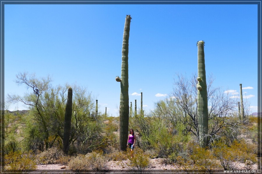 Organ_Pipe_Cactus_15_012