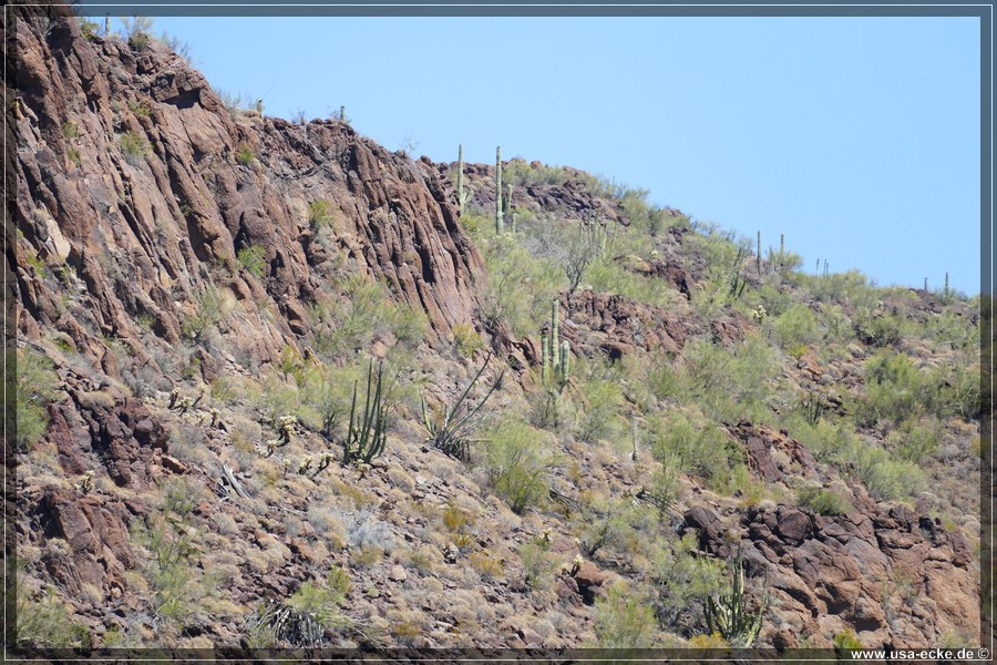 Organ_Pipe_Cactus_15_014