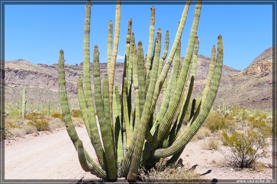 Organ_Pipe_Cactus_15_017