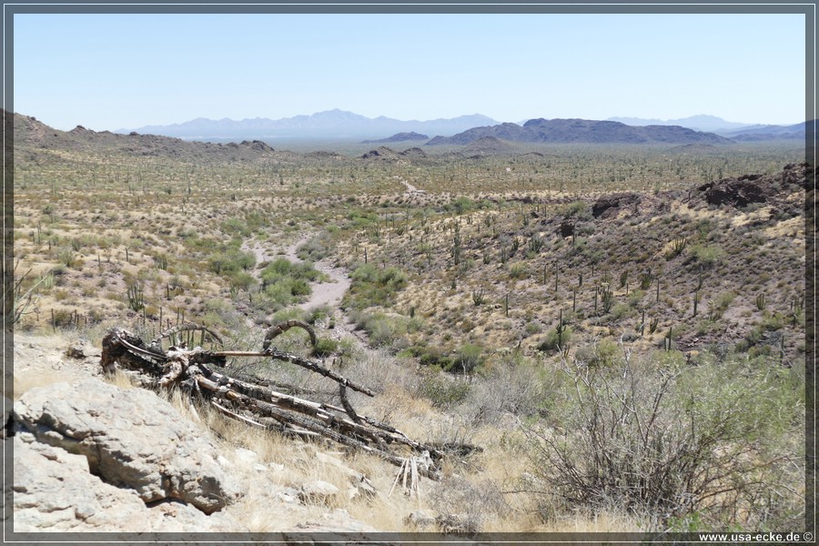 Organ_Pipe_Cactus_15_018