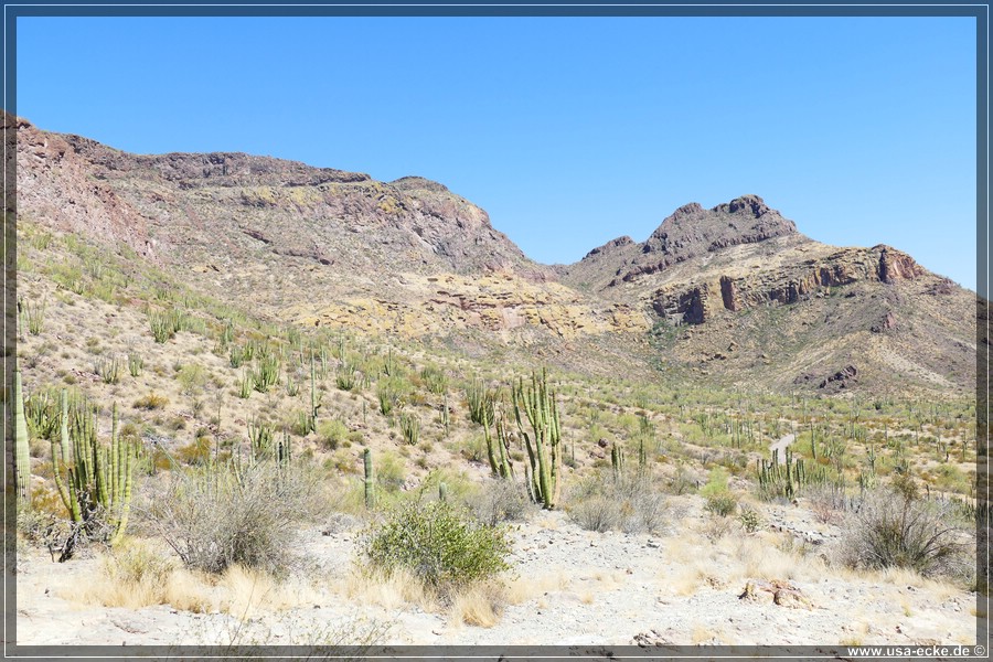 Organ_Pipe_Cactus_15_019