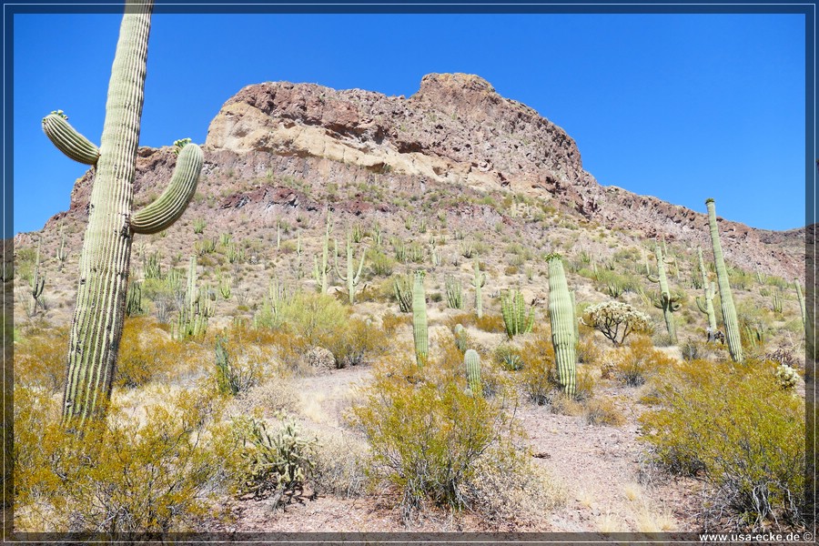 Organ_Pipe_Cactus_15_020