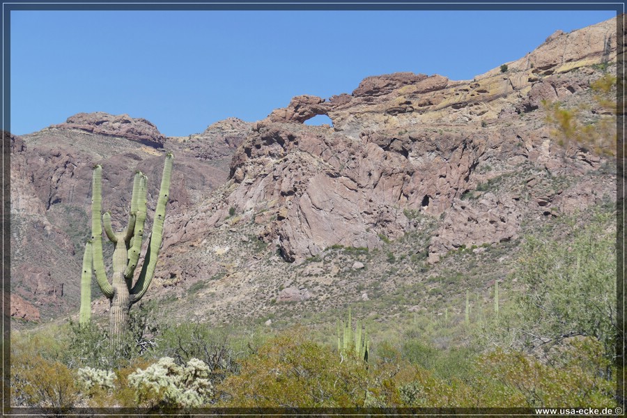 Organ_Pipe_Cactus_15_021