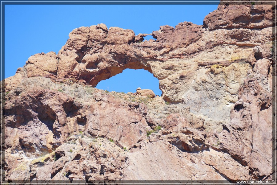 Organ_Pipe_Cactus_15_022