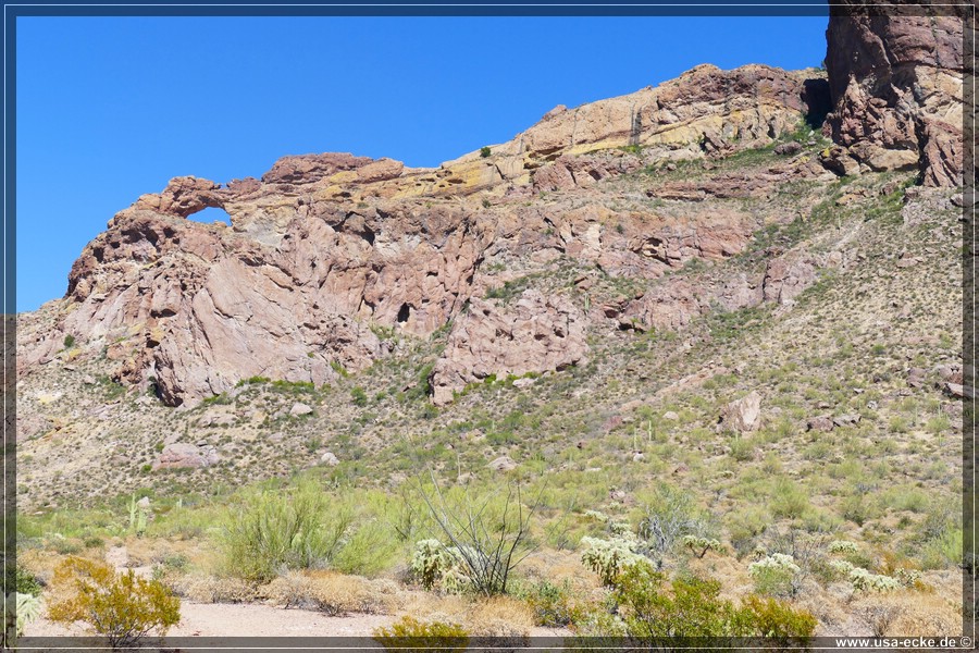 Organ_Pipe_Cactus_15_023