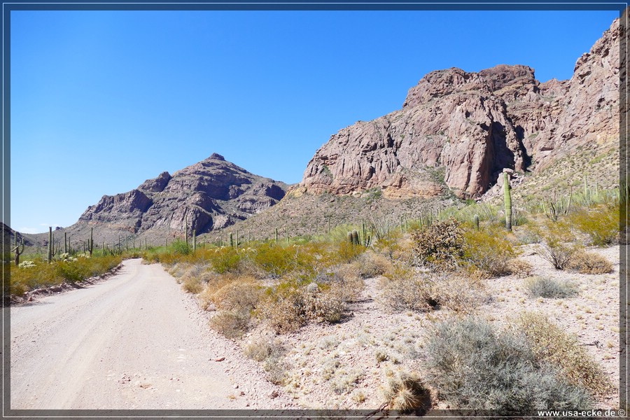 Organ_Pipe_Cactus_15_024