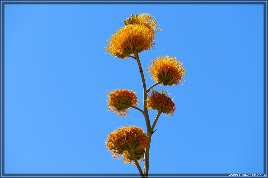 Organ_Pipe_Cactus_15_025