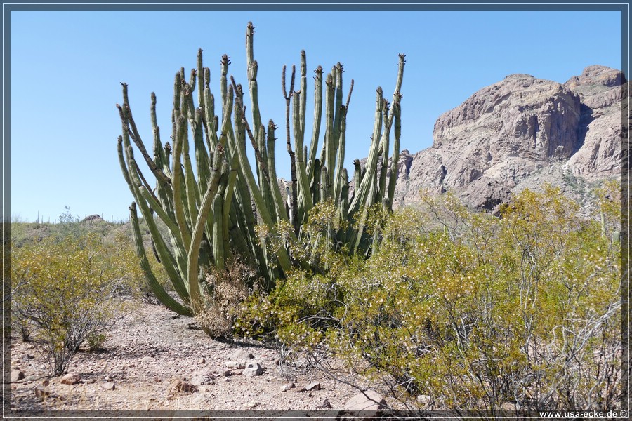 Organ_Pipe_Cactus_15_026