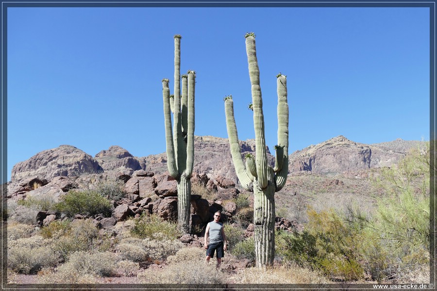 Organ_Pipe_Cactus_15_027