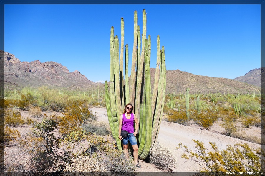 Organ_Pipe_Cactus_15_028