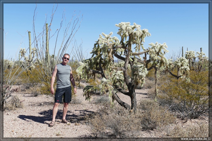 Organ_Pipe_Cactus_15_029