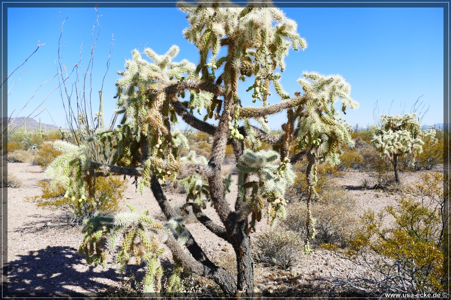 Organ_Pipe_Cactus_15_030