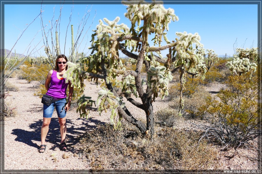 Organ_Pipe_Cactus_15_031