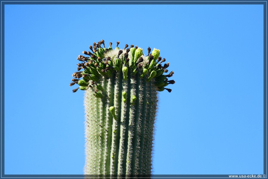 Organ_Pipe_Cactus_15_033