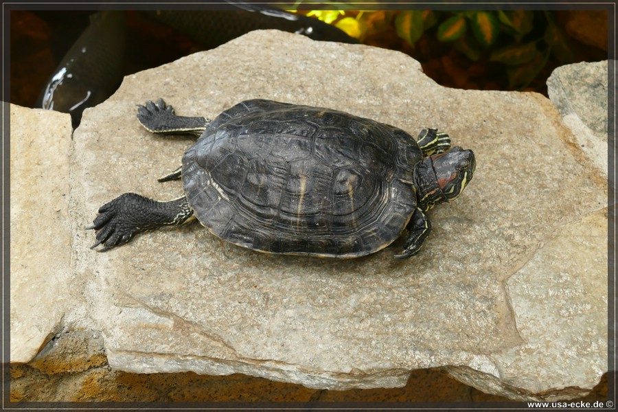 PrehistoricPets2018_011