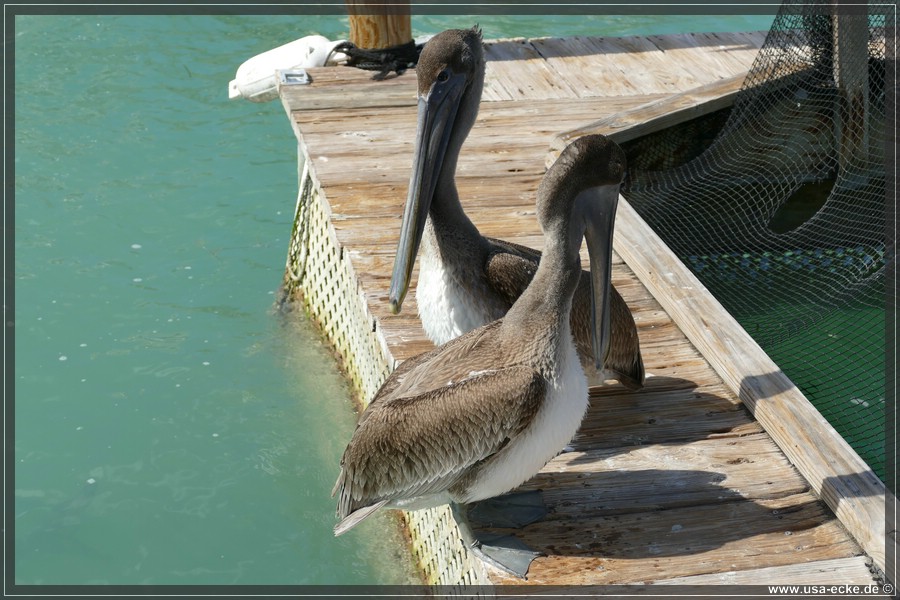 Robbies_2024_044