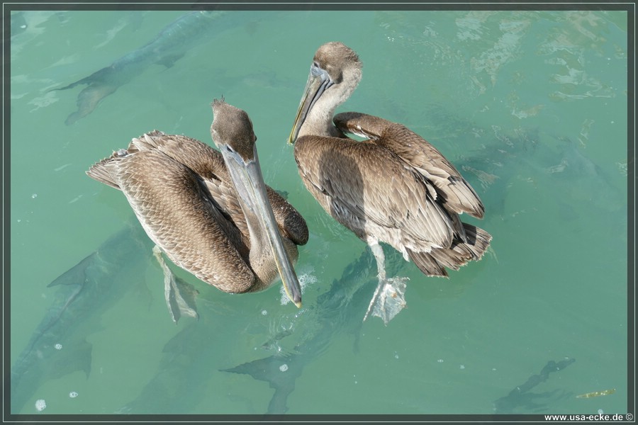 Robbies_2024_063