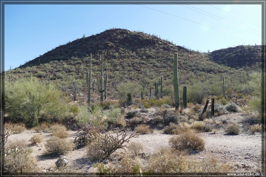 SaguaroNP_15_003