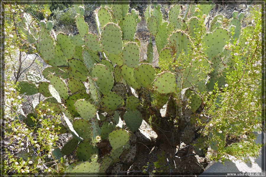 SaguaroNP_15_005