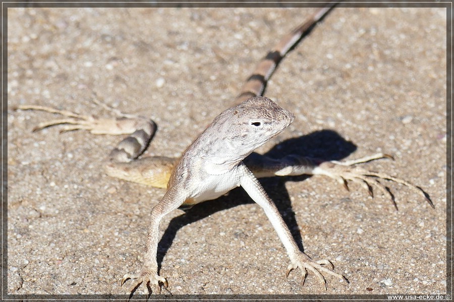 SaguaroNP_15_006