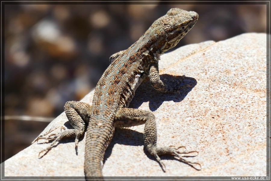 SaguaroNP_15_008