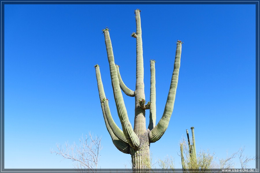 SaguaroNP_15_009