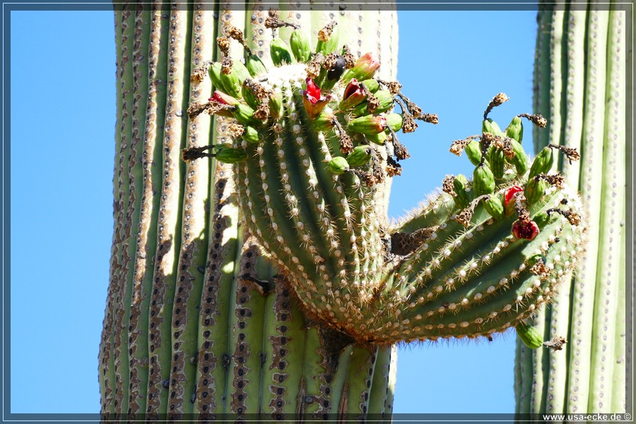 SaguaroNP_15_010