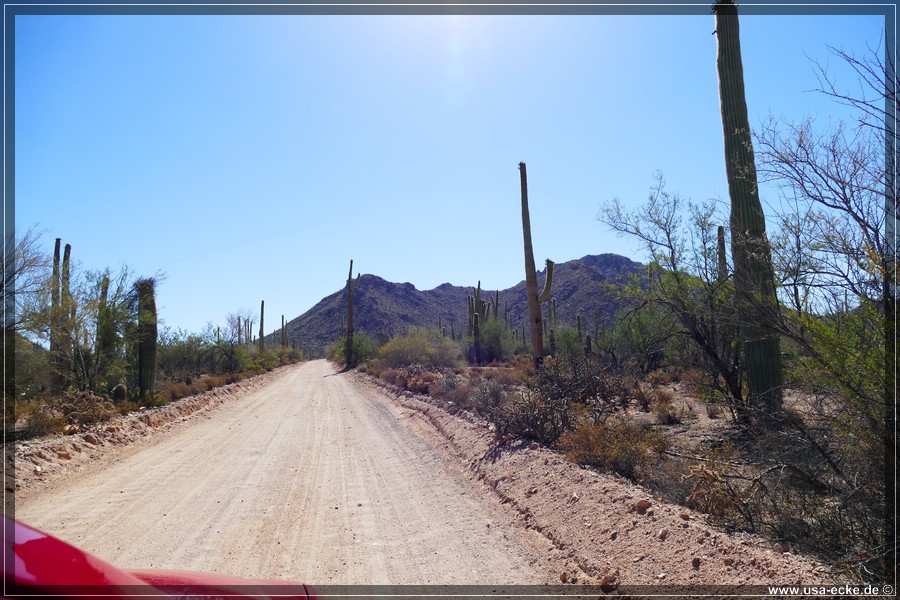 SaguaroNP_15_011