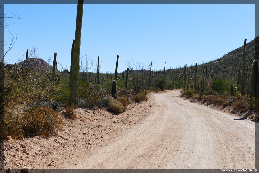 SaguaroNP_15_012